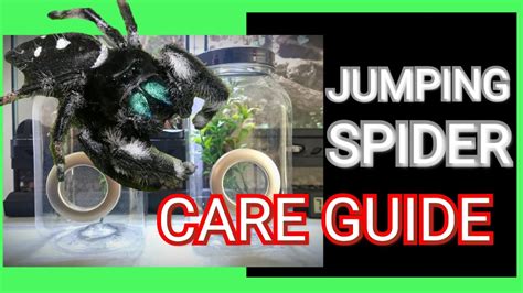 How to Keep and Care for Jumping Spiders - Jumping Spider Care Guide ...