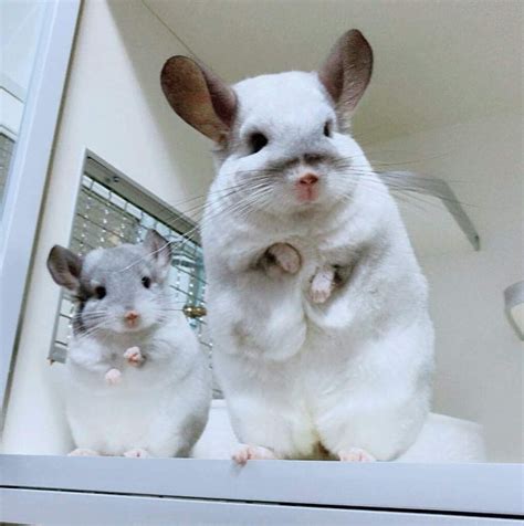 Chinchilla Breeds