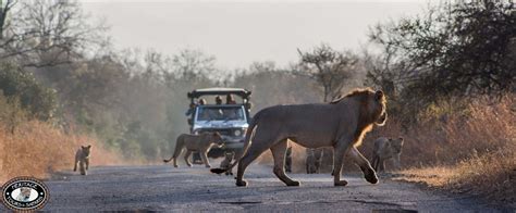 Cape Town Safari Packages & Holiday Packages Available