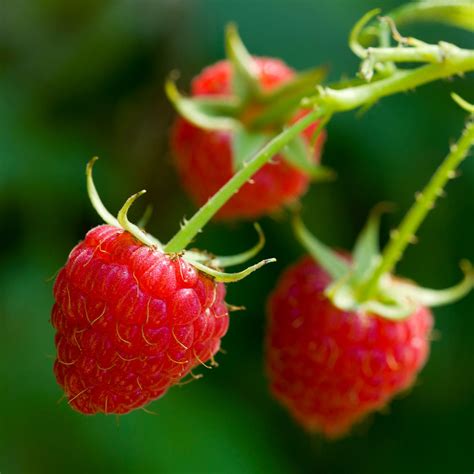 Willamette Red Raspberry Bushes for Sale | FastGrowingTrees.com