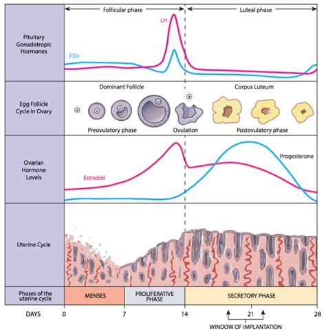 monthly_cycle_phases | Tennessee Reproductive Medicine