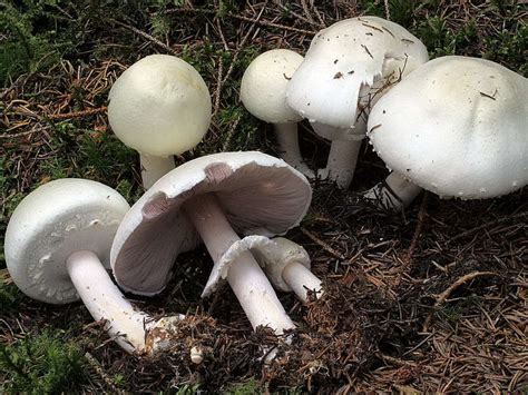 Champignon - Agaricus silvicola