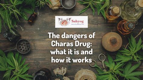 The dangers of Charas Drug: what it is and how it works