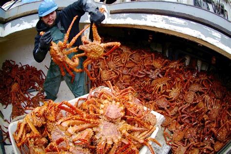 Follow the fishermen catch giant king crab in Alaska ~ LOVE NATURE 24H