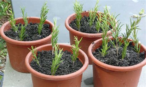 Propagating Rosemary From Cuttings, Seeds & More - Epic Gardening