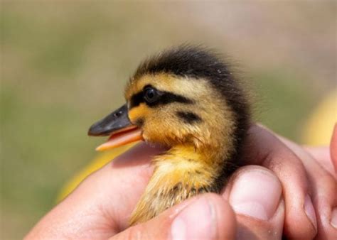 Can You Get Sick From Touching a Duck?