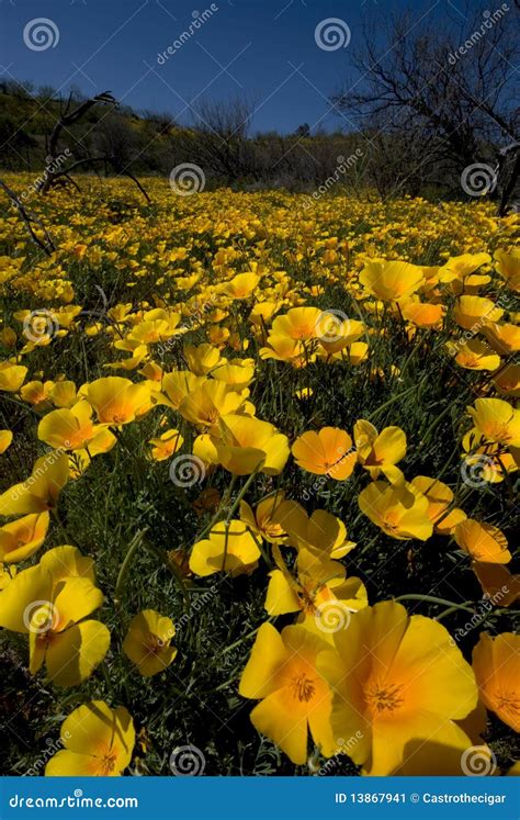 Arizona Desert Wildflowers stock image. Image of bloom - 13867941