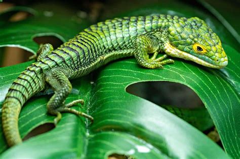 Mexican Alligator Lizard Care (Abronia Graminea)