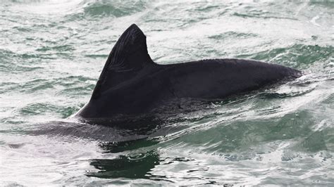 What Is a Dolphin's Dorsal Fin Used For? - Clearwater Marine Aquarium