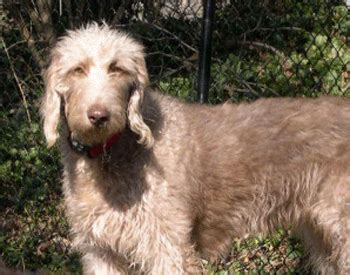 Weimardoodle (Weimaraner Poodle Mix) Info, Temperament, Training, Puppies, Pictures