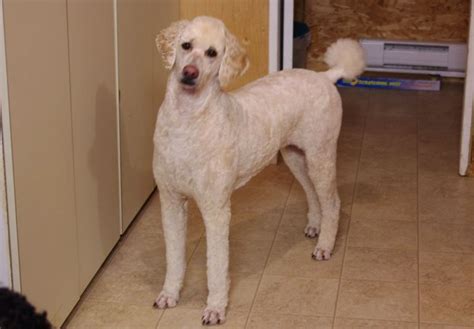 Breed Trim: Standard Poodle “pet” | Standard poodle, Poodle, Pets