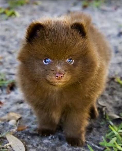 Looks like a little bear! | Cute animals, Baby animals, Cute dogs