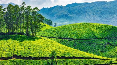 Green tea plantations in Munnar, Kerala, India | Windows Spotlight Images