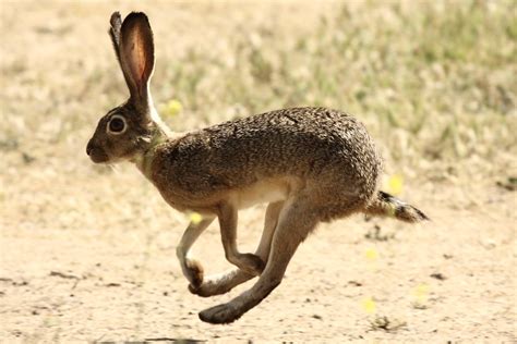 Black-tailed Jackrabbit at Full Gallop | I was resting on a … | Flickr