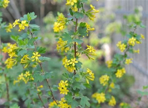 clove currant: ribes odoratum, or ribes aureum - A Way To Garden