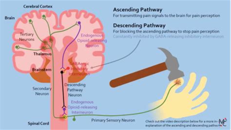 2017 paper 1 pain pathway analgesia Flashcards | Quizlet