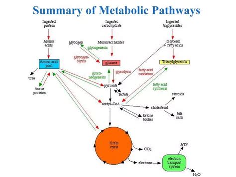 PPT - Summary of Metabolic Pathways PowerPoint Presentation, free ...