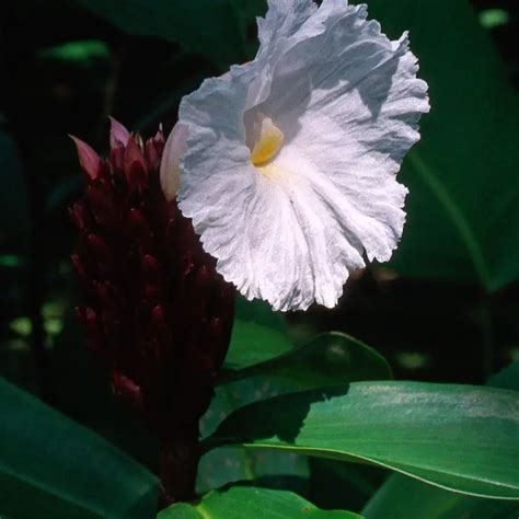 What is the national flower of Nigeria, Meaning and Symbolism