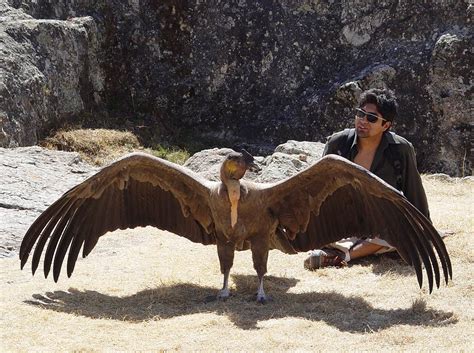 Andean Condor Wallpaper - Animals Town