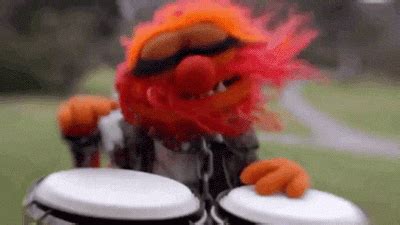 Animal Drums Gif Animal Drums Muppets Discover Share - vrogue.co