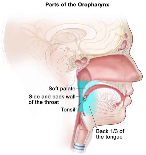 Oropharynx anatomy, function, location, oropharynx infection & cancer