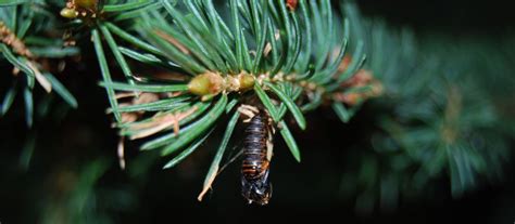 Western Spruce Budworm - Colorado State Forest Service