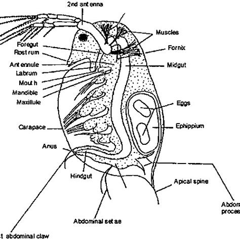 A female individual of Daphnia magna: internal and external anatomy ...