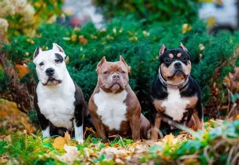 Bully Dog Breeds – 20 Most Adorable & Lovable Companion Canine Breed ⋆ American Bully Daily