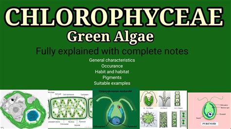 General characteristics of chlorophyceae l Chlorophyceae green Algae l ...