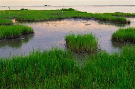 American Wetlands Month | Gallinas Watershed Council