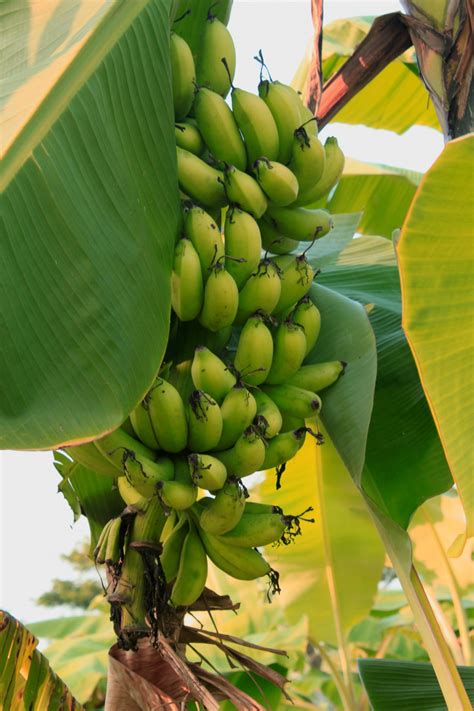 Free Images : tree, nature, sky, fruit, leaf, flower, canal, village, rural, food, green ...