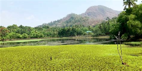 Salim Ali Bird Sanctuary/Thattekad Bird Sanctuary Munnar (Timings, History, Entry Fee, Images ...