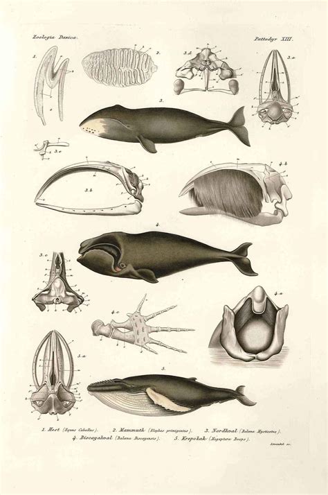 Scientific Illustration | The bowhead whale (Balaena mysticetus) The ...