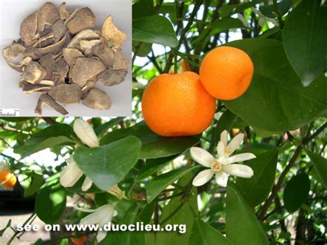 Green tangerine peel (Qingpi)- Citrus reticulata blanco