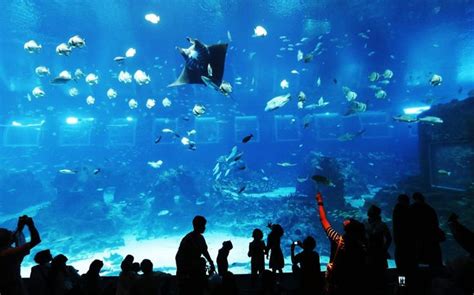 Pictures of the day: 8 November 2013 | Marine life park, Sea aquarium ...