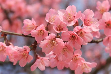 Cherry Blossom Tree Wallpaper 65 - [5184x3456]