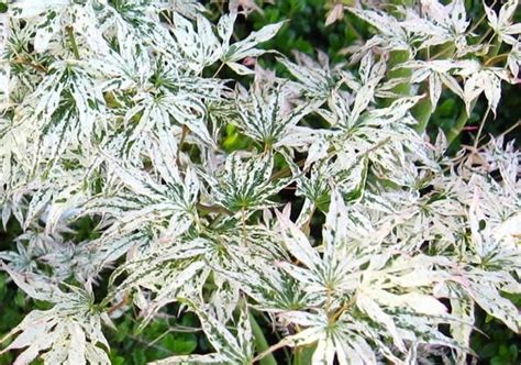 Acer Palmatum ‘Ukigumo’ or ‘Floating Clouds’ – One Earth Botanical