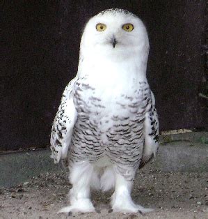 ARCTIC BIRDS - the Snowy Owl is adapted to the Arctic tundra