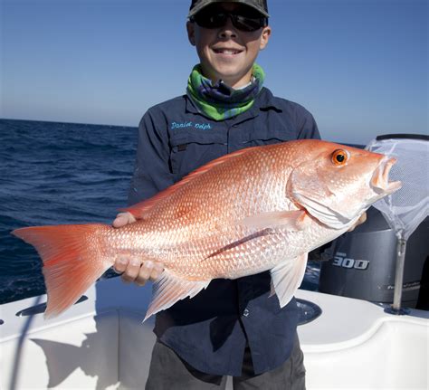 Atlantic Red Snapper Season Florida 2024 - Roze Wenona