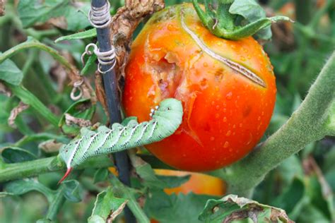 Tomato Hornworm Identification and Control - HubPages