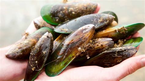 Debunking Myths About Green Lipped Mussel Oil - Haka Life Nutrition