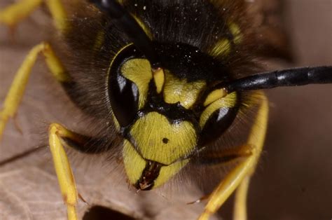 Vespula germanica - WaspWeb