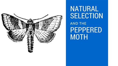 Natural Selection and the Peppered Moth - YouTube