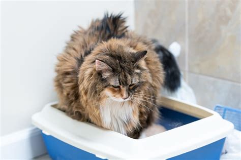 Miralax for Cats: Is it Safe? | Great Pet Care