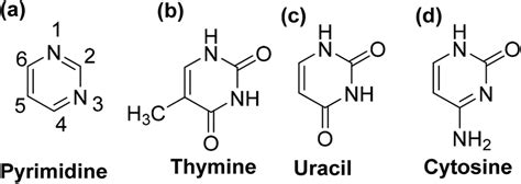 Chemical structures of (a) pyrimidine, (b) thymine, (c) uracil, and (d)... | Download Scientific ...