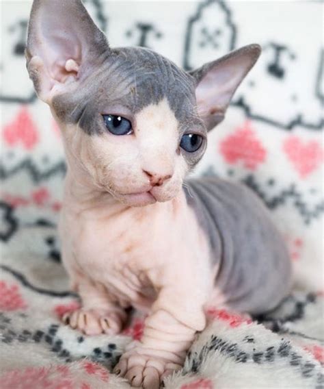 It’s common to think that all hairless cats are a pink color. But the ...