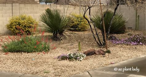 xeriscape_landscape_arizona - Desert Gardening 101