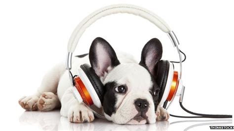 Classical music 'helps dogs relax' - BBC News