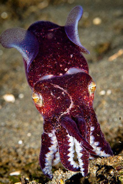 Stubby Squid | Pinterest