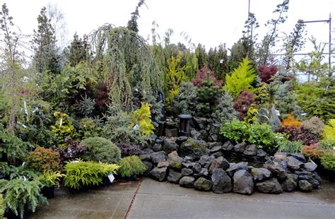 danger garden: Colorful conifers at Portland Nursery